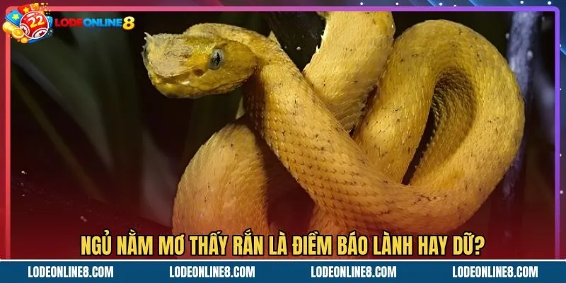 ngu-nam-mo-thay-ran-la-diem-bao-lanh-hay-du Mơ thấy rắn cùng thông điệp dự báo điềm lành dữ