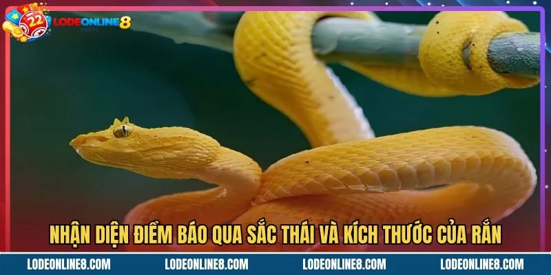 nhan-dien-diem-bao-qua-sac-thai-va-kich-thuoc-cua-ran Mơ thấy rắn và ý nghĩa từ sắc thái cùng kích thước